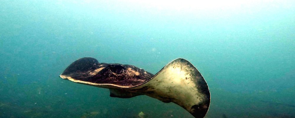 Art Reef Bull Ray